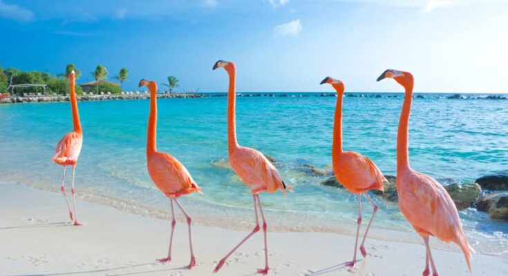flamingo beach aruba