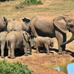 África do Sul: Turismo, safaris e cidades incríveis