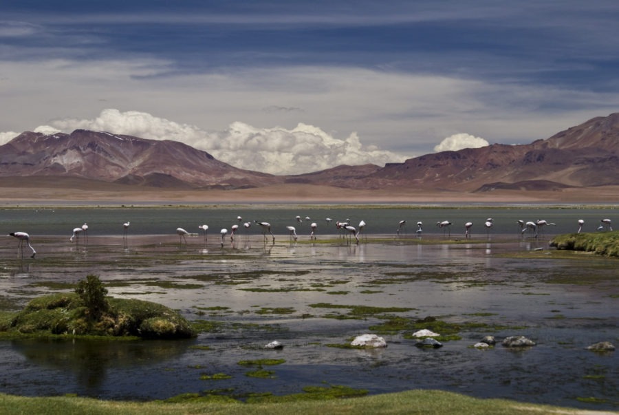 passeios no deserto do atacama, salar de tara