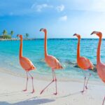 Aruba: O que fazer e dicas para visitar o paraíso no Caribe
