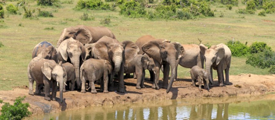parque nacional addo áfrica do sul