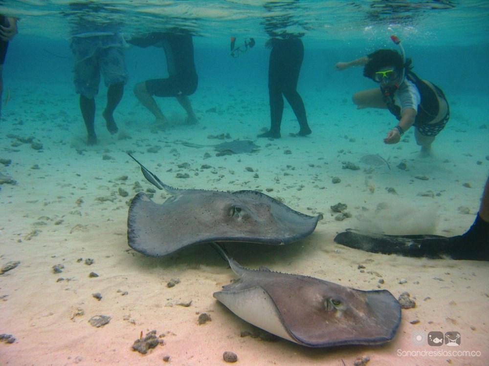 manta raia san andrés colombia