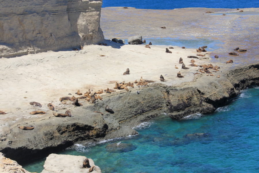 península valdés patagônia